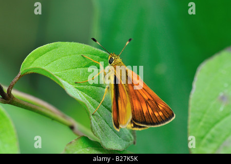 Grande Skipper (Ochlodes sylvanus), femmina Foto Stock