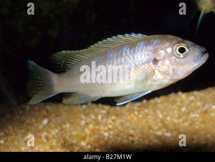 Cynotilapia afra, femmina, Lago Malawi cichlid, Africa f Foto Stock