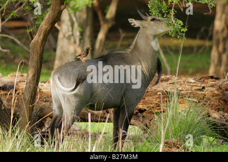 Antelope,Nilgai, (Boselaphus trogocamelus) Foto Stock