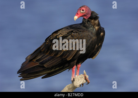 La Turchia Vulture Merritt Island National Wildlife Refuge Titusville Florida Foto Stock