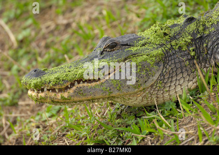 Il coccodrillo americano Paynes coperto di lenticchie d'acqua, Paynes Prairie membro preservare, Florida Foto Stock