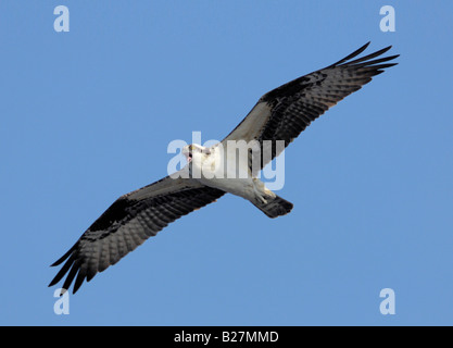 Osprey in volo su Connetquot River State Park Oakdale New York Foto Stock