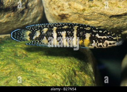 Julidochromis transcriptus gombi, Lago Tanganika Cichlid, Africa Foto Stock