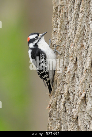 Picchio lanuginosa appollaiato sul lato del tronco di albero, Southold New York Foto Stock