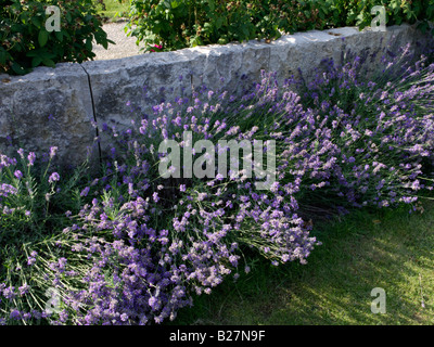 Lavanda comune (Lavandula angustifolia 'Hidcote blue') Foto Stock