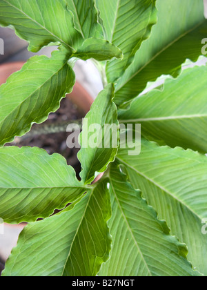 Sauromatum venosum (syn. Arum cornutum) esce dalla parte superiore Foto Stock