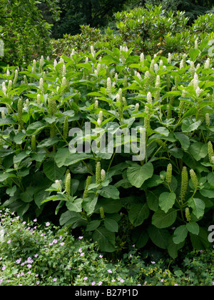 Indian pokeweed (Phytolacca acinosa) Foto Stock