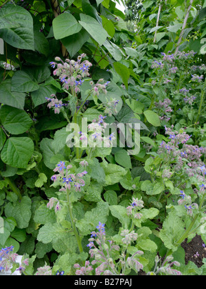 Borragine (Borago officinalis) e fagiolo verde (Phaseolus vulgaris var. Vulgaris 'Blauhilde') Foto Stock