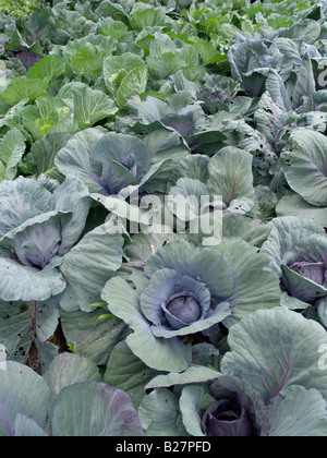 Cavolo rosso (Brassica oleracea var. capitata f. rubra) Foto Stock