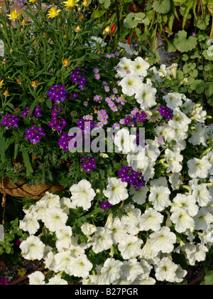 Vervains (verbena), cut-lasciava daisy (brachyscome) e nelle petunie (petunia) Foto Stock