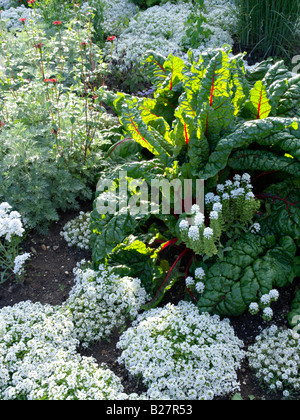 Mangold (Beta vulgaris var. Cicla) e alyssum dolce (Lobularia maritima) Foto Stock