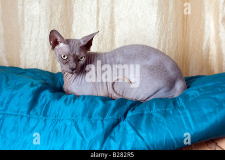 Sphynx cat noto anche come glabre canadese è una razza rara di gatto noto per la sua mancanza di un rivestimento a rilascio di proprietà disponibili Foto Stock