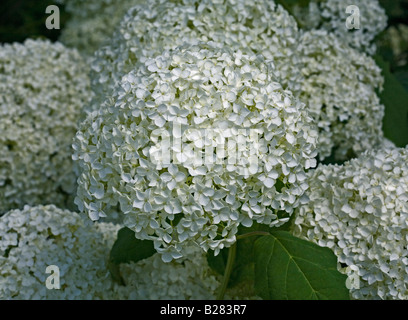 Hydrangea Arborescens Annabelle Foto Stock