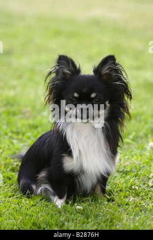 Chihuahua longhaired Foto Stock