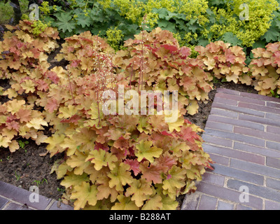 Hairy alumroot (heuchera villosa 'caramel') e lady del mantello (alchemilla) Foto Stock