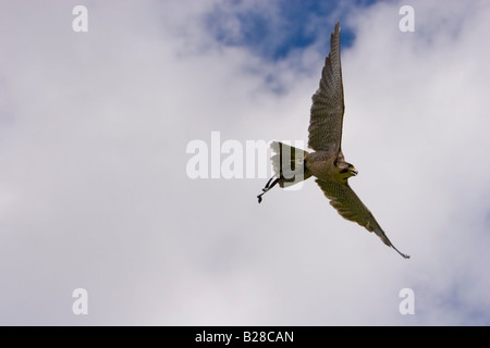 Croce allevati Lanner falcon, Falco biarmicus e falco pellegrino, Falco peregrinus, in volo Foto Stock