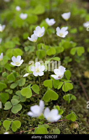 Wood sorrel Oxalis acetosella fiori bianchi e foglie verdi Foto Stock