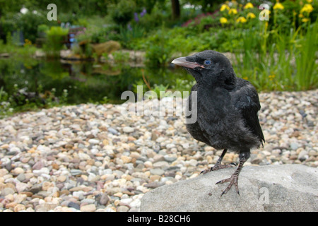 Carrion Crow fledgeling Corvus corone corone Foto Stock