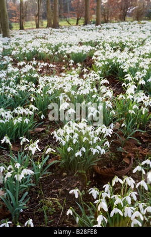 Gocce di neve in un giardino Cotswold a Colesbourne Park, Gloucestershire UK Foto Stock