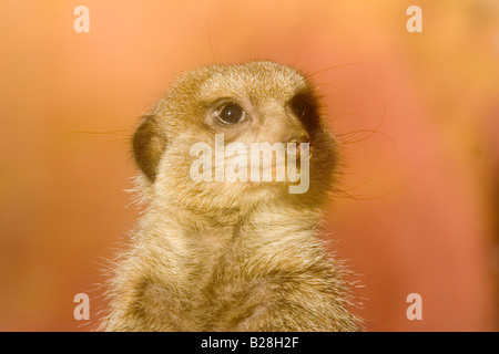 Ritratto di un meercat - suricata suricatta Foto Stock