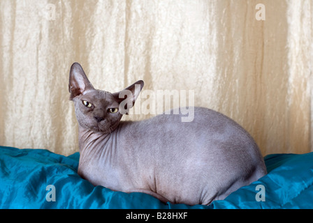 Sphynx cat noto anche come glabre canadese è una razza rara di gatto noto per la sua mancanza di un rivestimento a rilascio di proprietà disponibili Foto Stock