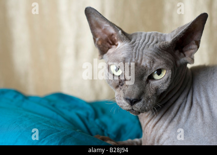 Sphynx cat noto anche come glabre canadese è una razza rara di gatto noto per la sua mancanza di un rivestimento a rilascio di proprietà disponibili Foto Stock