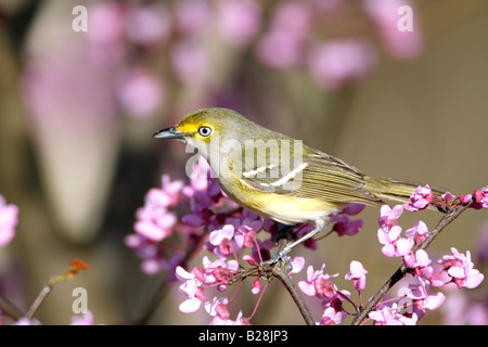 White eyed Vireo in Redbud Tree Foto Stock