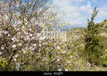 Vista verso il monte Olimpo, Troodos Massif, dal sud nei pressi di Trimiklini, Cipro Foto Stock