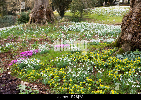 Snowdrops e primi fiori primaverili in un giardino di Cotswold al Colesbourne Park, Gloucestershire UK Foto Stock