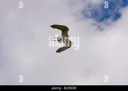 Croce allevati Lanner falcon, Falco biarmicus e falco pellegrino, Falco peregrinus, in volo Foto Stock