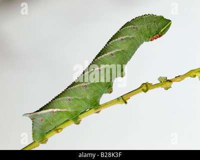 Eyed Hawkmoth larva Foto Stock