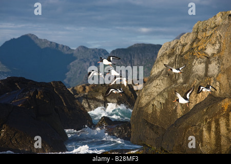 Oystercatchers battenti tra rocce e mare con le montagne sullo sfondo a una serata di sole in Myrland Isole Lofoten in Norvegia Foto Stock