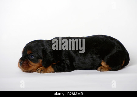 Cavalier King Charles Spaniel cucciolo nero e marrone 13 giorni lato Foto Stock