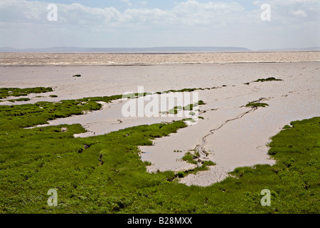 Saltmarsh e velme sul tidal Severn Estuary Newport Wales UK Foto Stock