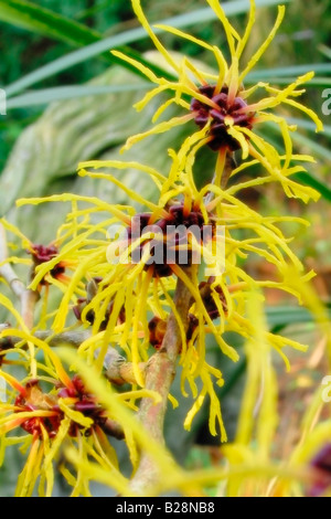Chinese witch Hazel, conosciuto anche come Hamamelis mollis, Hamamelidaceae, witch Hazel, famiglia pianta fioritura Foto Stock