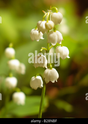 Lily of the Valley, Giglio-of-the-Valley, Convallaria majalis, Primavera Flora Fauna, Norfolk, Inghilterra, Regno Unito Foto Stock