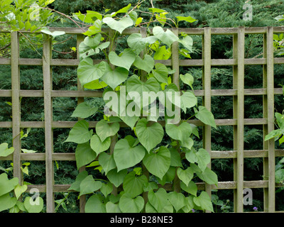Comune di gloria di mattina (Ipomoea purpurea) Foto Stock