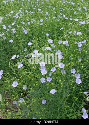 Comune di lino (Linum usitatissimum) Foto Stock