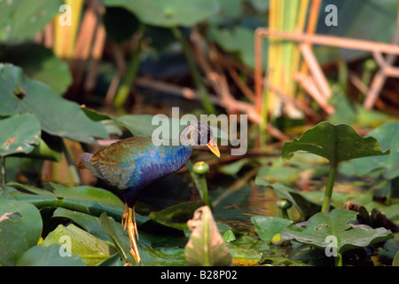 Pollo Sultano (Porphyrula martinica) capretti Foto Stock