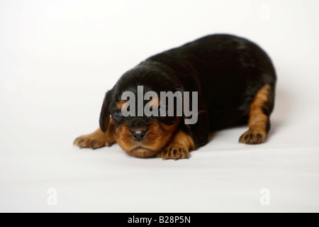 Cavalier King Charles Spaniel cucciolo nero e marrone 13 giorni Foto Stock