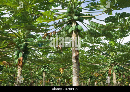 Organici piantagione di papaia. Foto Stock