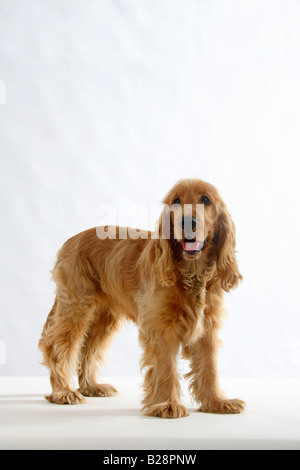 English Cocker Spaniel 6 mese Foto Stock