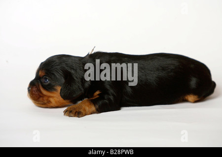 Cavalier King Charles Spaniel cucciolo nero e marrone 13 giorni lato Foto Stock