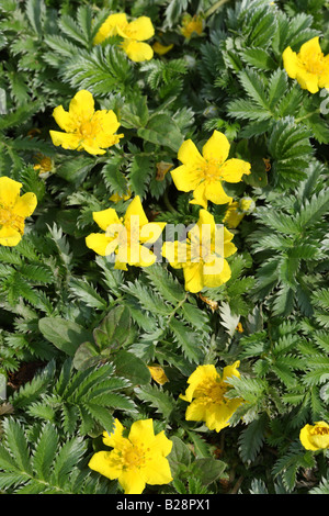 SILVERWEED Potentilla anserina piante in fiore Foto Stock