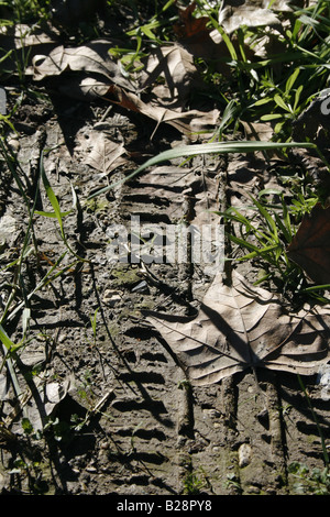 Pneumatico auto piste che attraversano il fango in campo nel paese Foto Stock