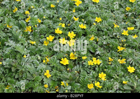 SILVERWEED Potentilla anserina piante in fiore Foto Stock