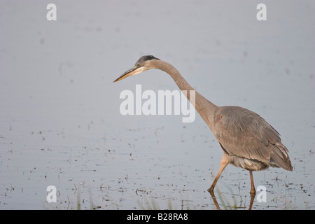 Airone blu (Ardea herodius) guadare in acqua poco profonda cerca di pesce Foto Stock