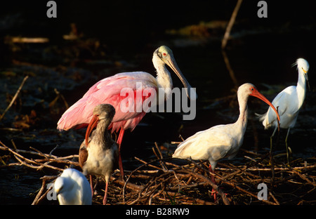 Roseate Spoonbill (Ajaia ajaja) bianco Ibis airone nevoso Foto Stock