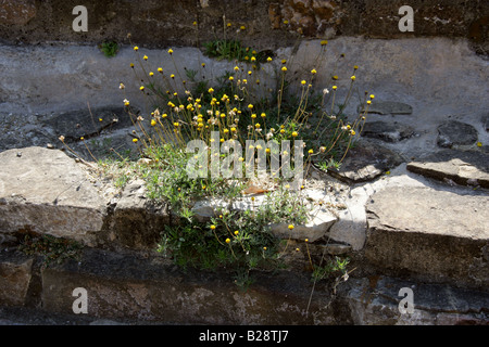 Giallo piante che crescono sulle rovine di Monte Alban, Oaxaca, Messico Foto Stock