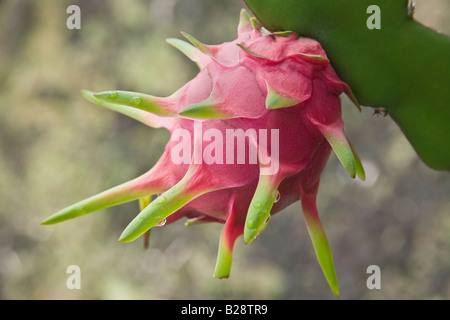 Frutta del drago Foto Stock